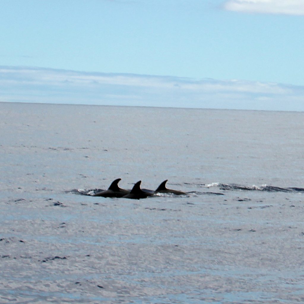 Dolfijntrio bij Madeira