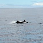 Dolfijnen bij Madeira