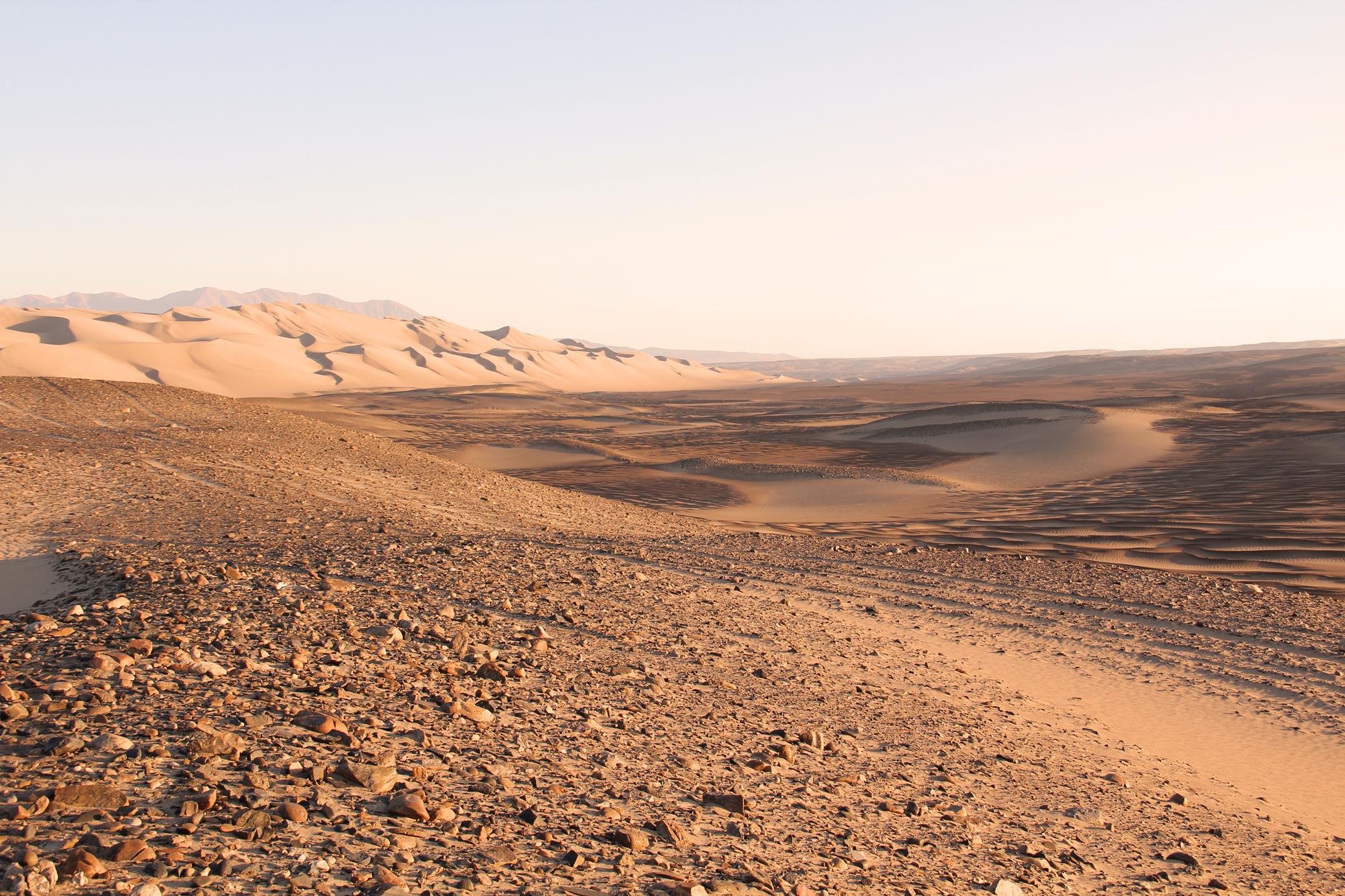 Woestijngruis in ondergaande zon
