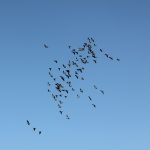 vogels in de lucht